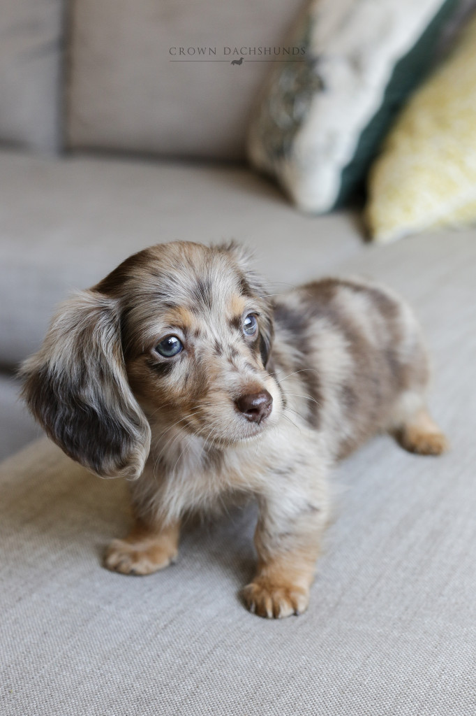 Puppies | Crown Dachshunds