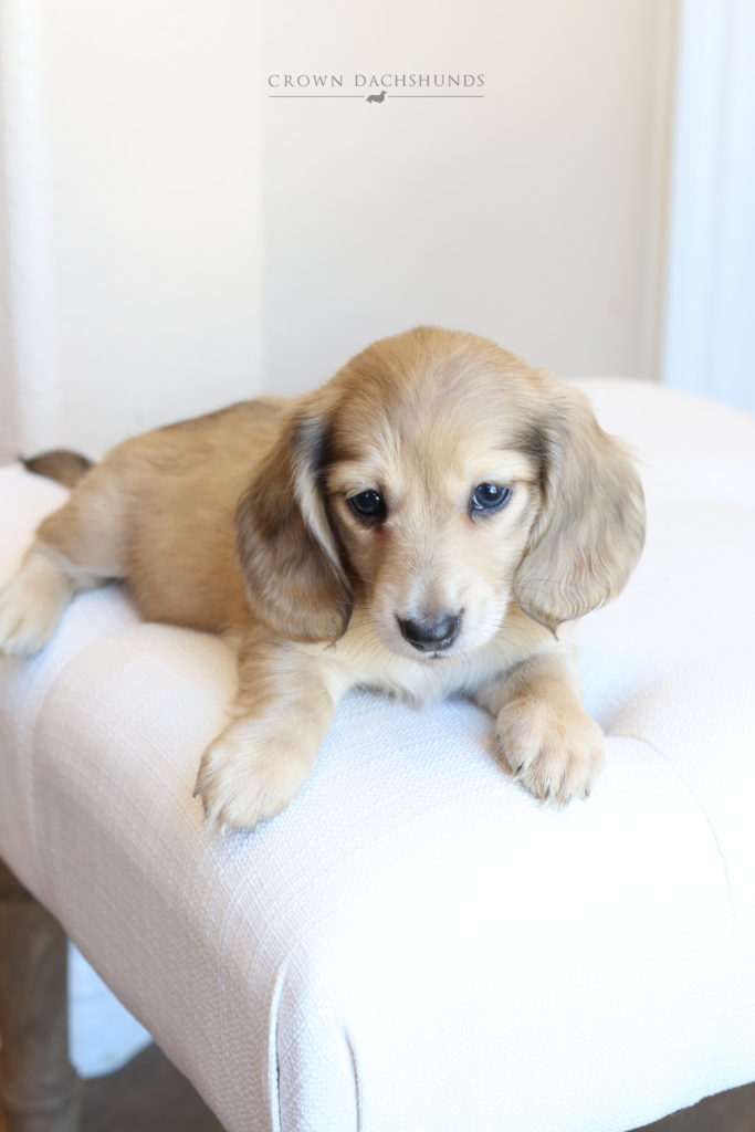 Puppies Crown Dachshunds