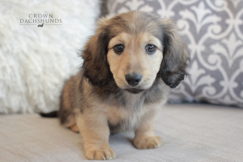 Puppies Crown Dachshunds