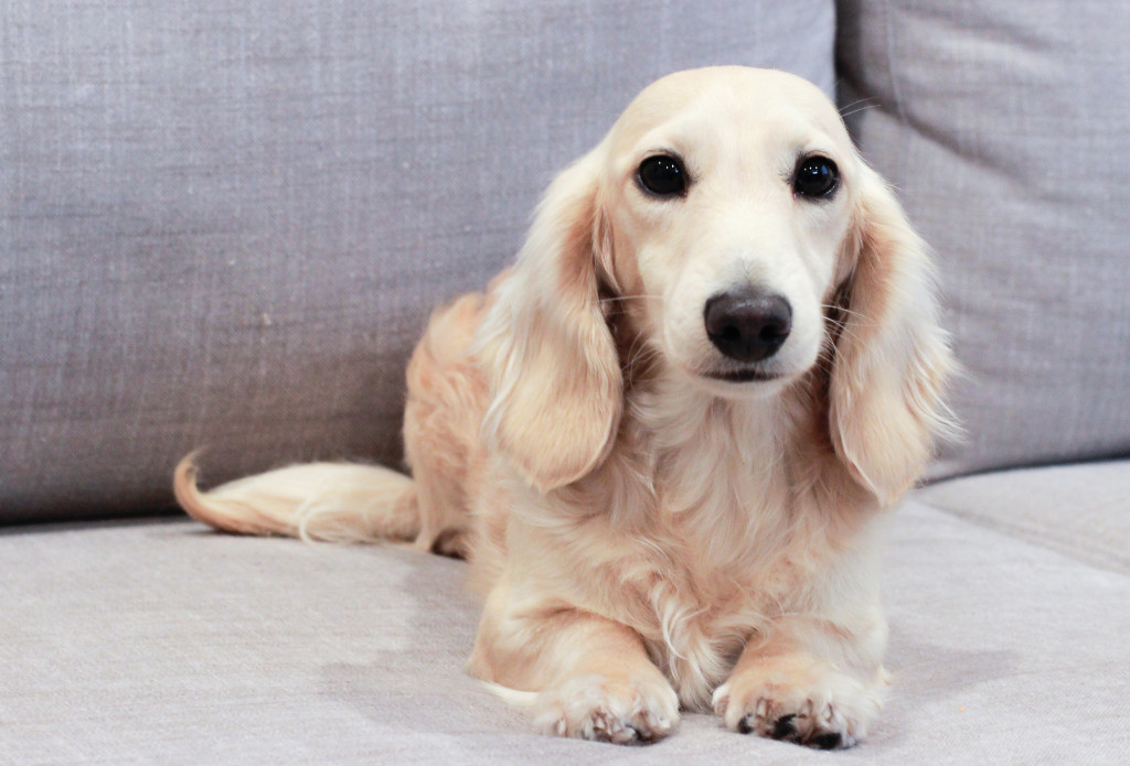 English cream dachshund for 2024 sale