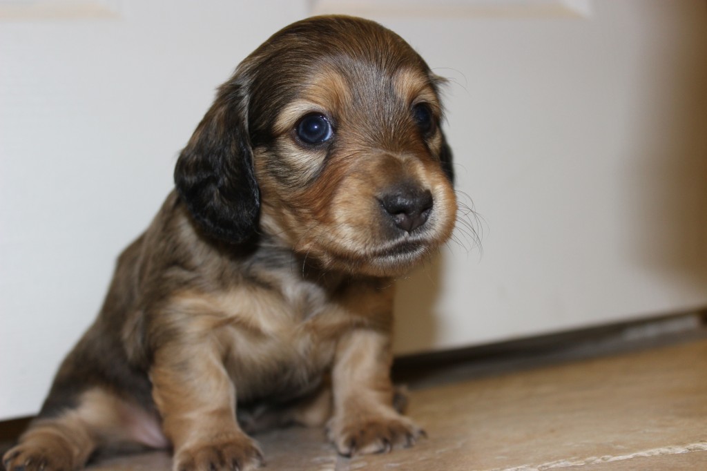 Puppies | Crown Dachshunds