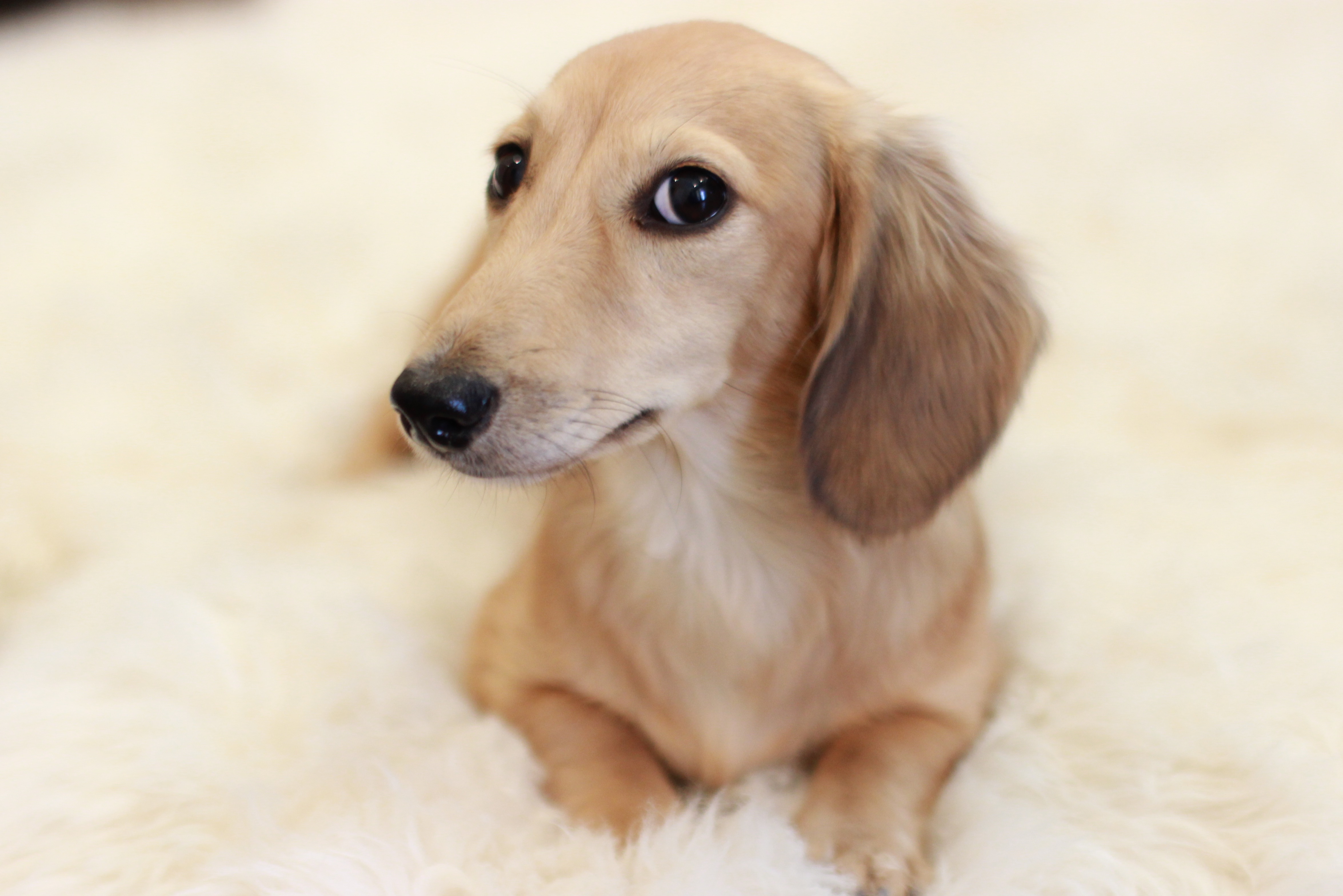 Irish cream miniature dachshund