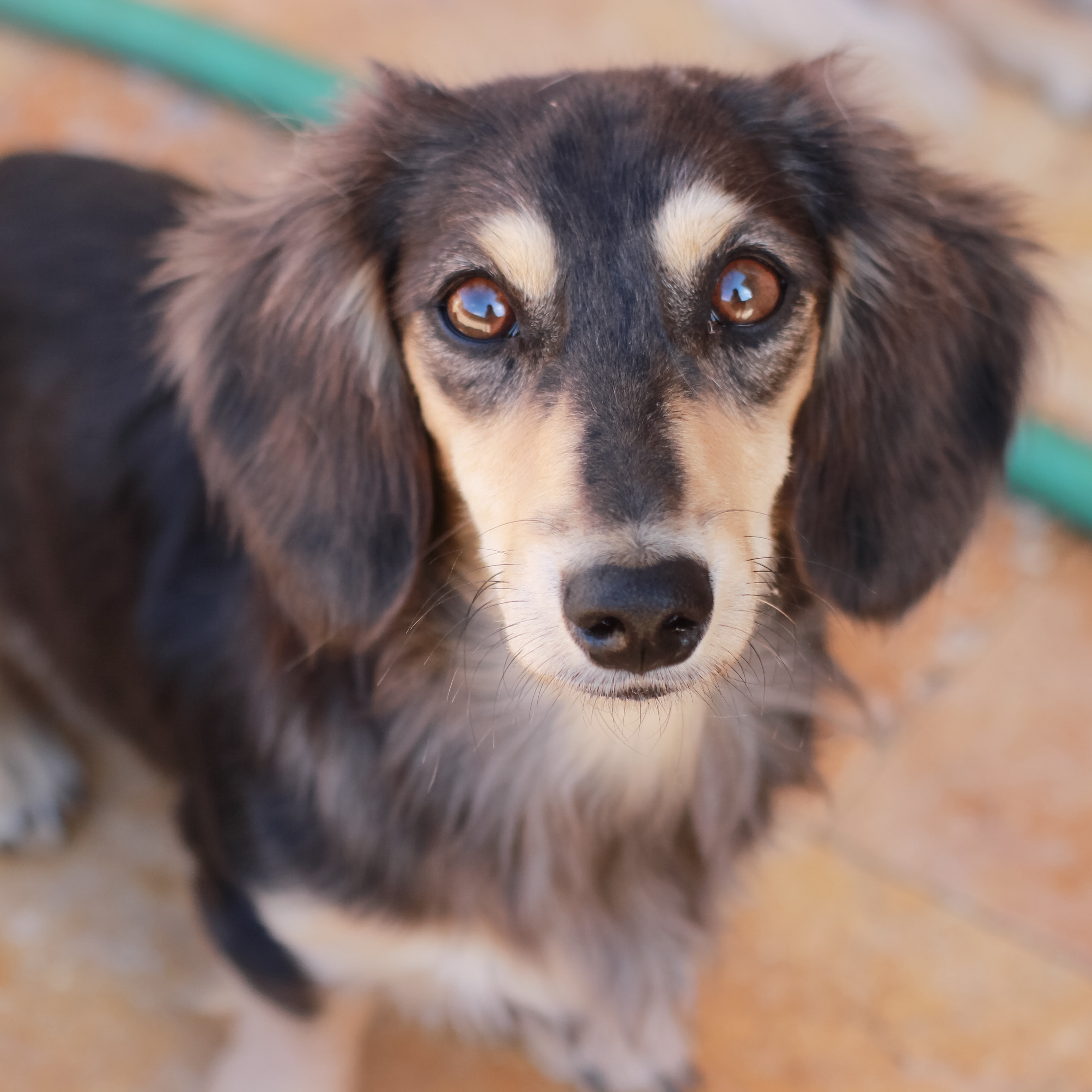 blue long haired dachshund