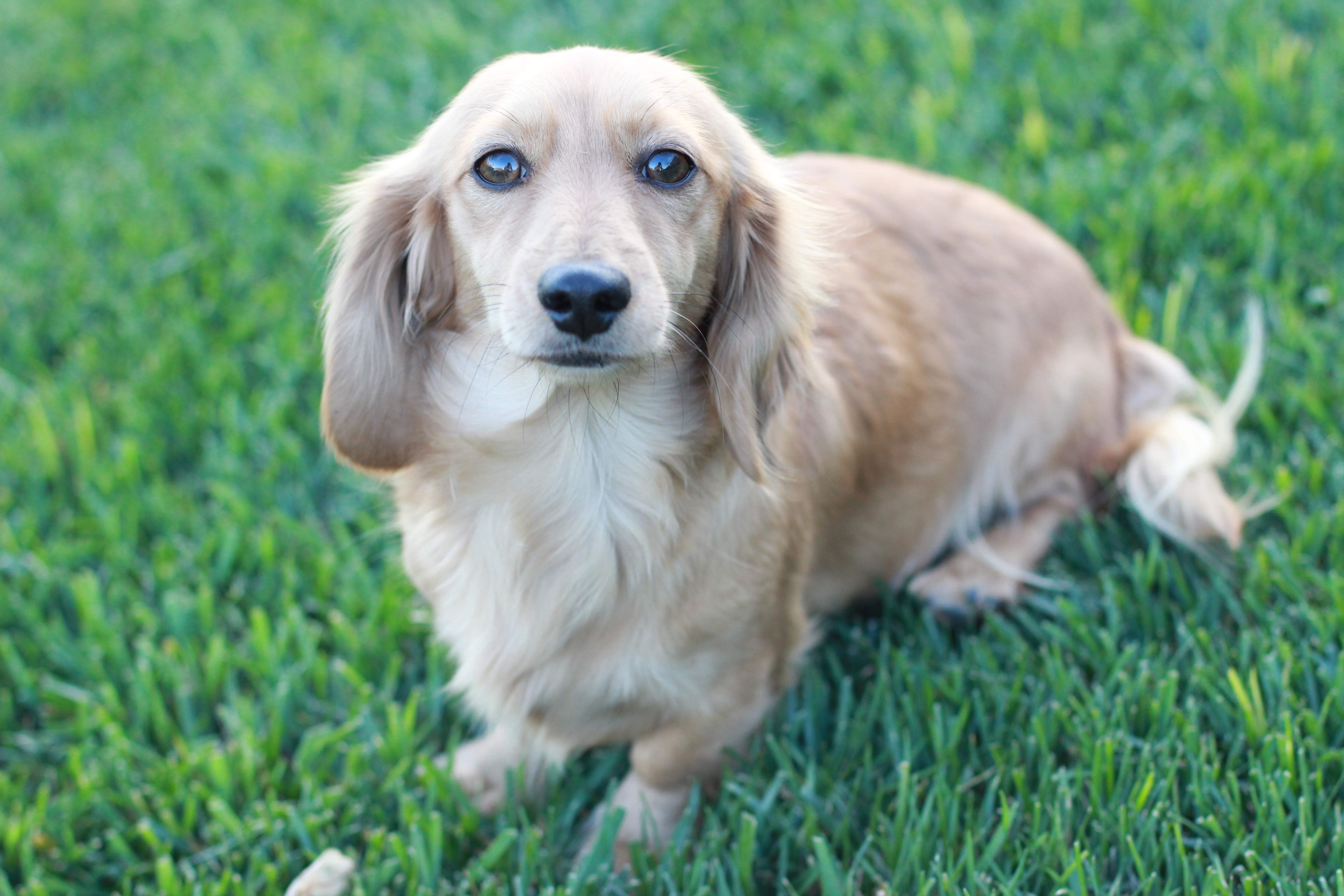 Irish cream miniature dachshund