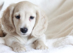 Pale cream dachshund