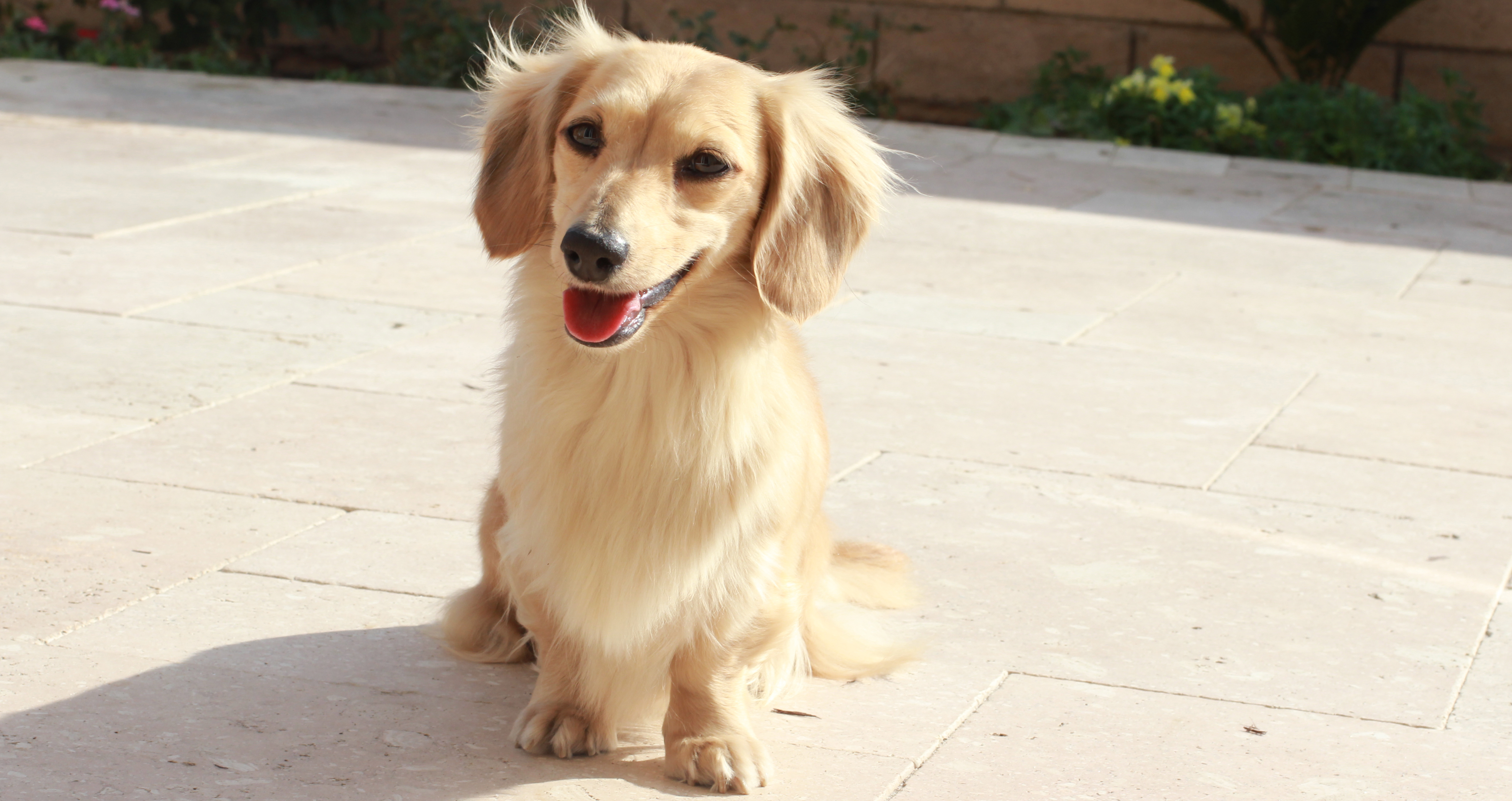 cream short haired dachshund