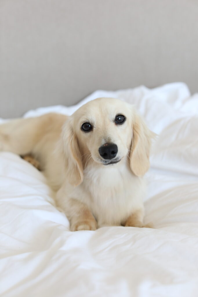 miniature dachshund puppy English cream doxie