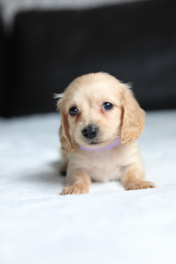 English cream longhaired dachshund
