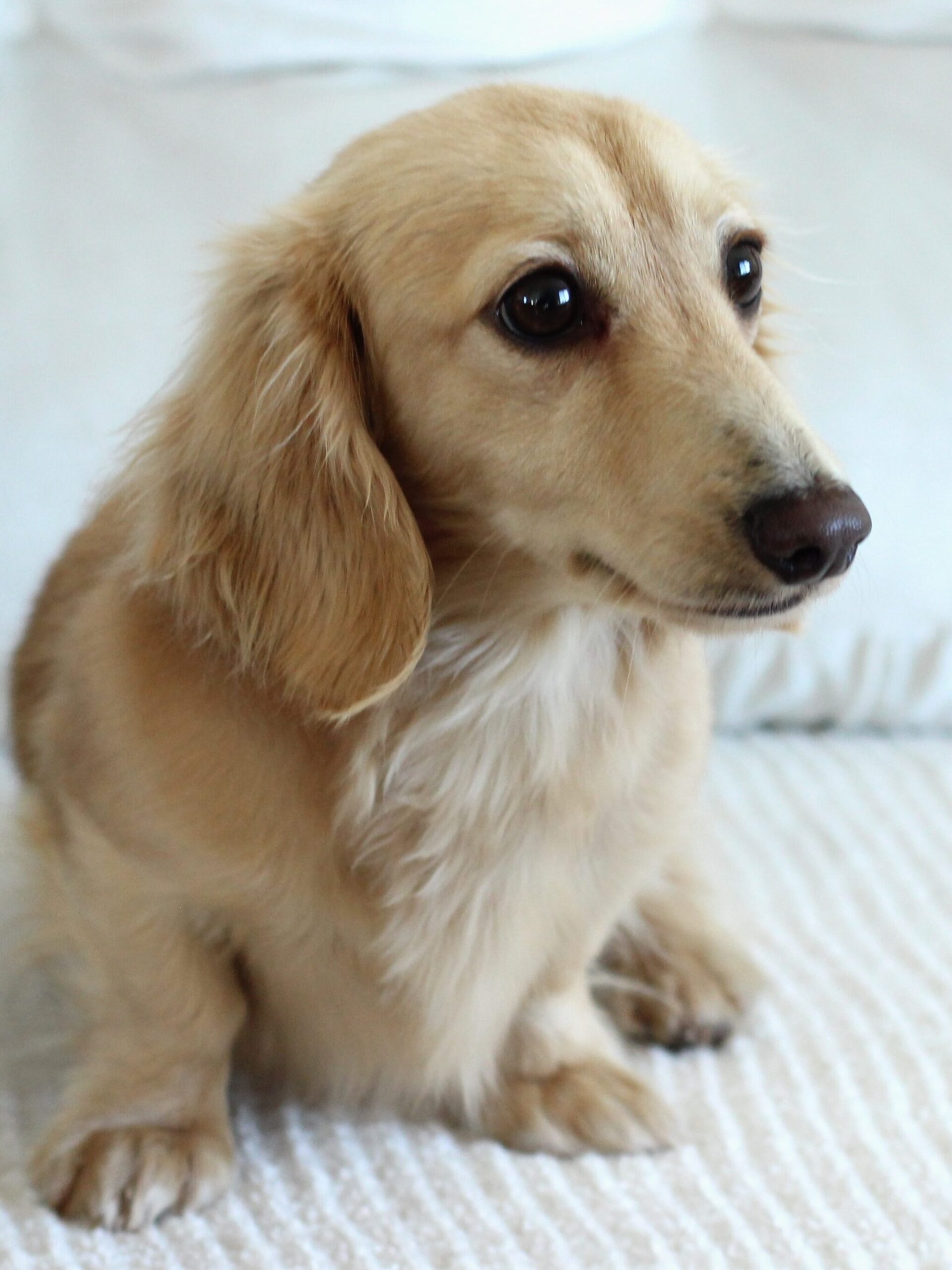 English cream miniature dachshund